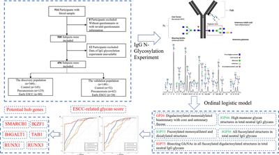Identification and validation of IgG N-glycosylation biomarkers of <mark class="highlighted">esophageal carcinoma</mark>